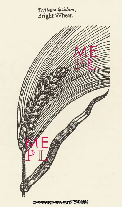  : PLANTS / TRITICUM