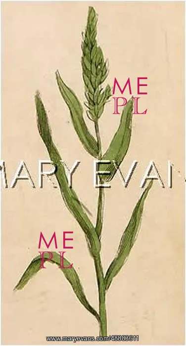  : PLANTS / TRITICUM REPENS