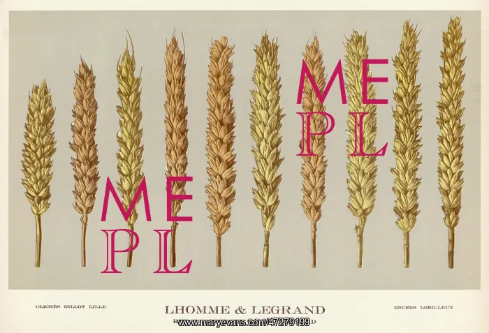  : PLANTS / TRITICUM VULGARE