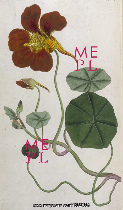  : Plants - Tropaeolum Majus