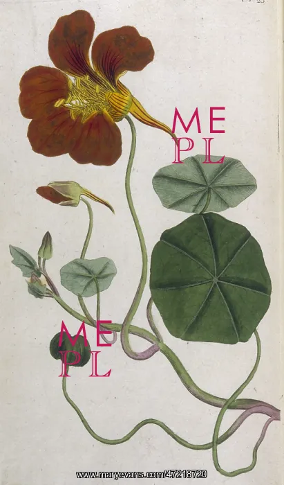  : Plants - Tropaeolum Majus