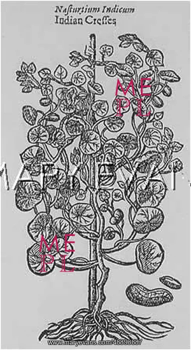  : PLANTS / TROPAEOLUM MAJUS