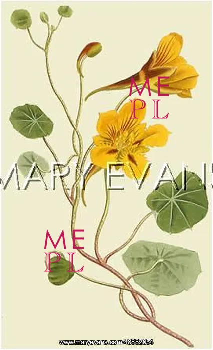  : PLANTS / TROPAEOLUM MINUS
