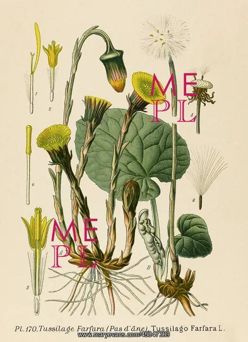  : PLANTS / TUSSILAGO FARFARA