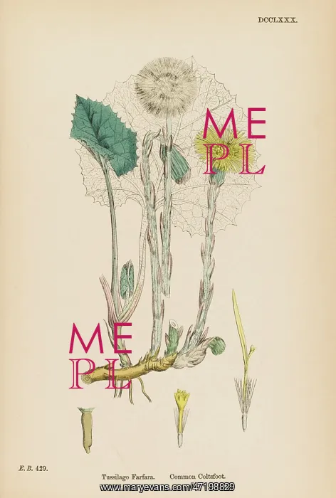  : PLANTS / TUSSILAGO FARFARA