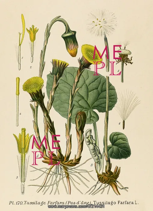  : PLANTS / TUSSILAGO FARFARA