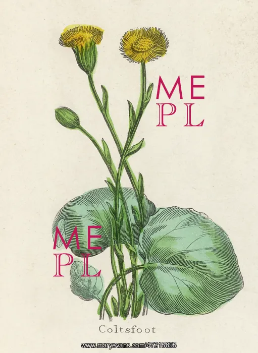  : PLANTS / TUSSILAGO FARFARA