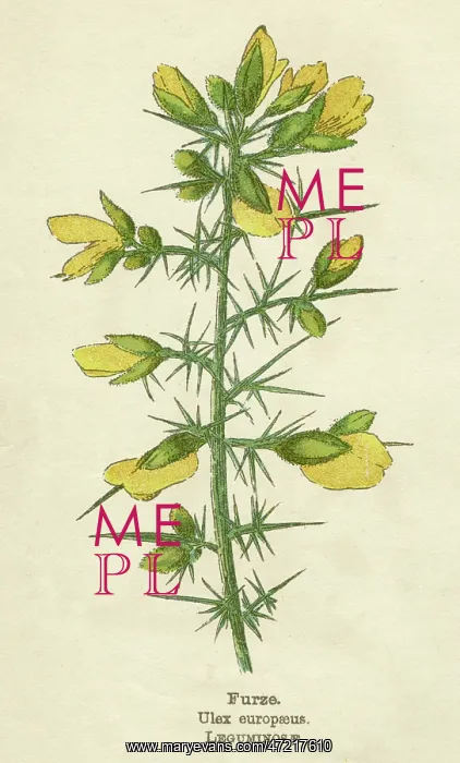  : PLANTS / ULEX EUROPAEUS
