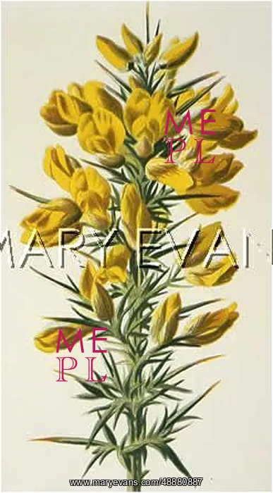  : PLANTS / ULEX EUROPAEUS
