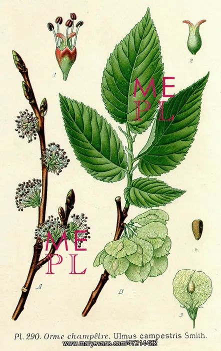  : PLANTS / ULMUS CAMPESTRIS