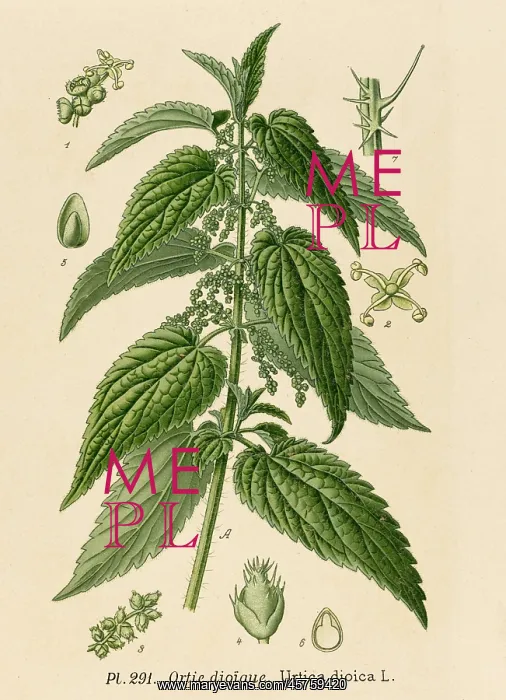  : PLANTS / URTICA DIOICA