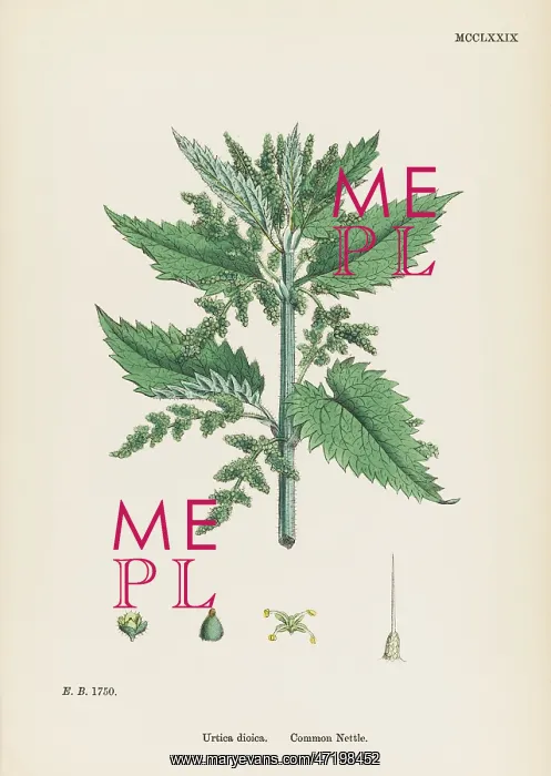  : PLANTS / URTICA DIOICA