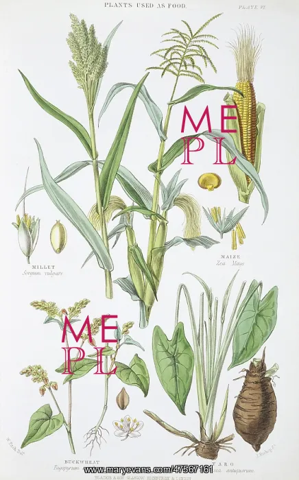 : Plants used as food : Plants used as food