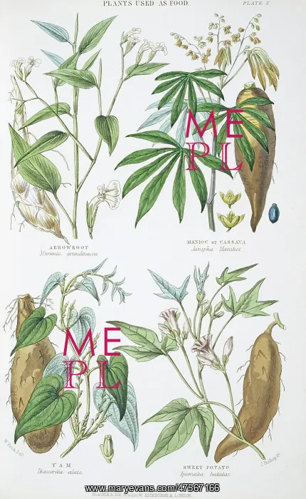 : Plants used as food : Plants used as food