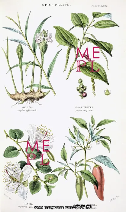 : Plants used as food : Plants used as food