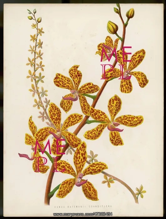  : PLANTS / VANDA BATEMANII