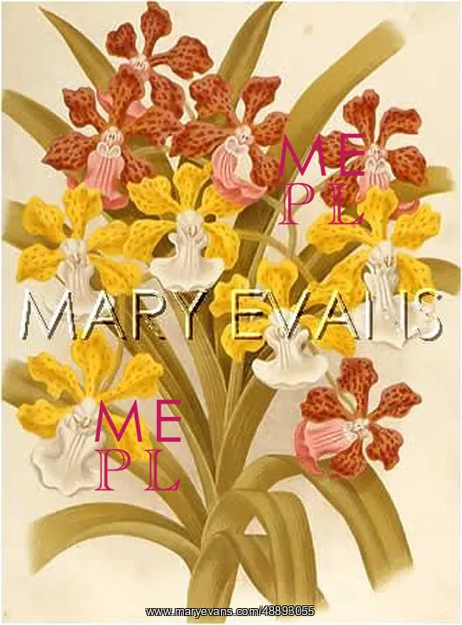 : PLANTS / VANDA INSIGNIS : PLANTS / VANDA INSIGNIS