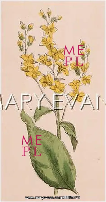  : PLANTS / VERBASCUM NIGER