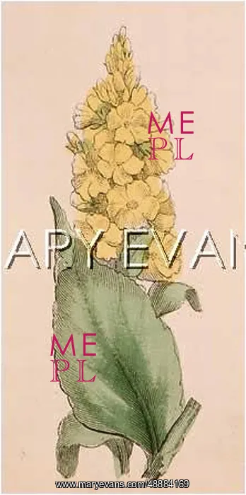  : PLANTS / VERBASCUM SP