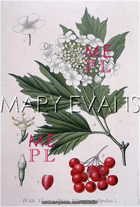  : PLANTS / VIBURNUM OPULUS