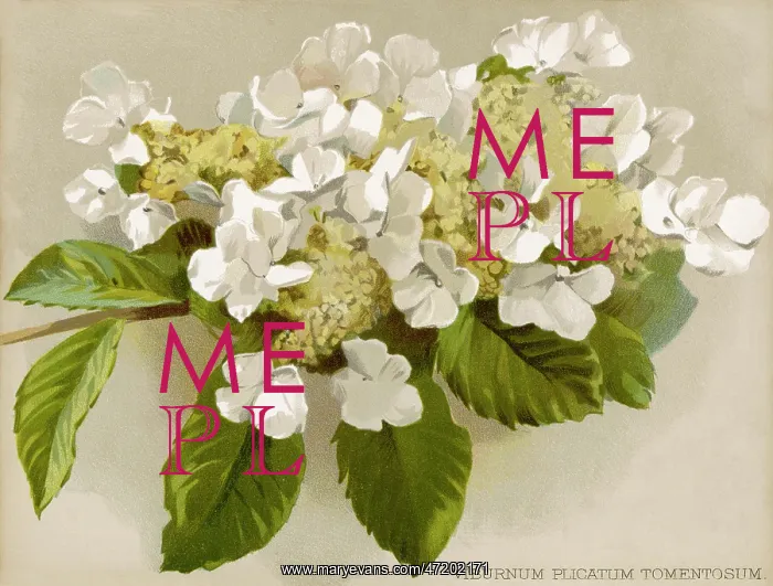 : Plants - Viburnum Plicatum : Plants - Viburnum Plicatum