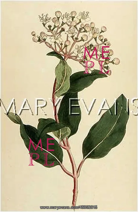  : PLANTS / VIBURNUM TINUS