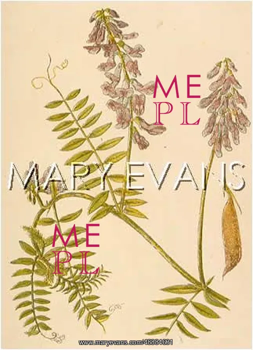  : PLANTS / VICIA CRACCA