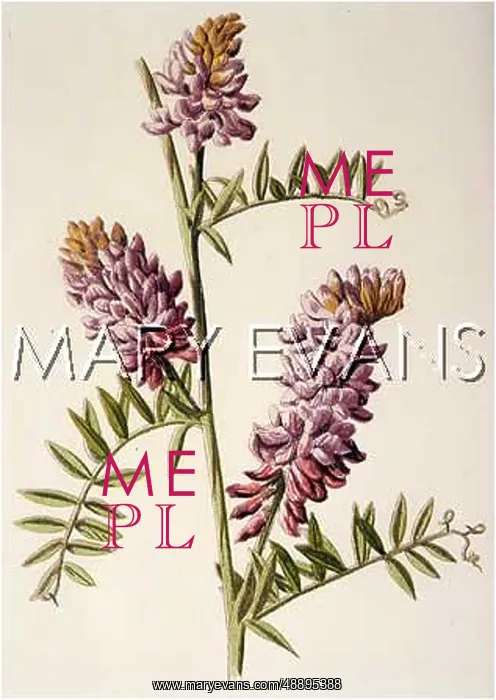  : PLANTS / VICIA CRACEA