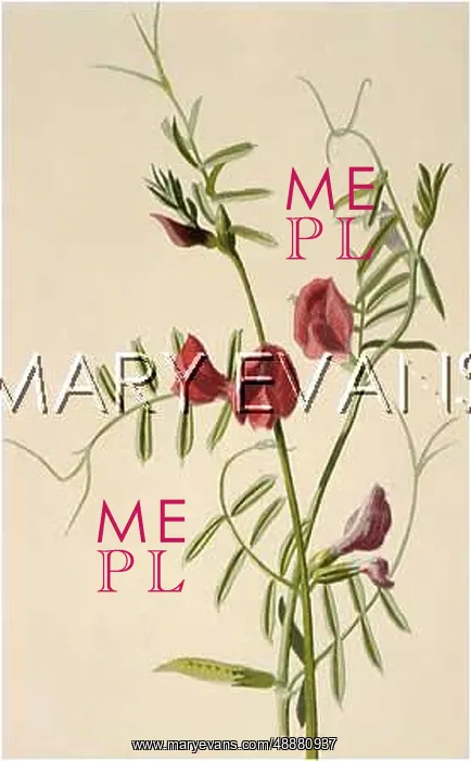  : PLANTS / VICIA SATIVA