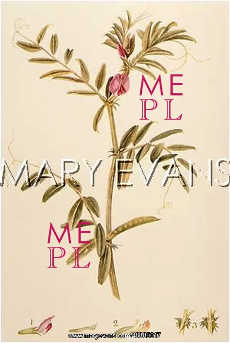  : PLANTS / VICIA SATIVA