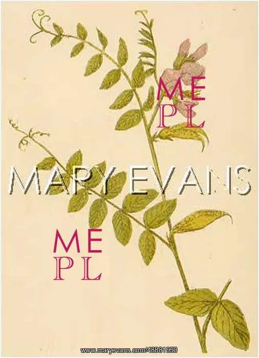  : PLANTS / VICIA SEPIUM