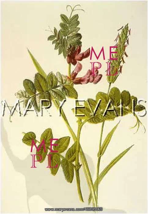 : PLANTS / VICIA SEPIUM : PLANTS / VICIA SEPIUM