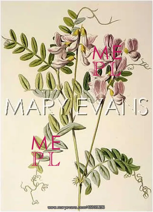 : PLANTS / VICIA SYLVATICA