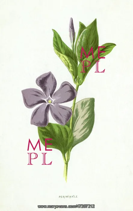  : PLANTS / VINCA MAJOR