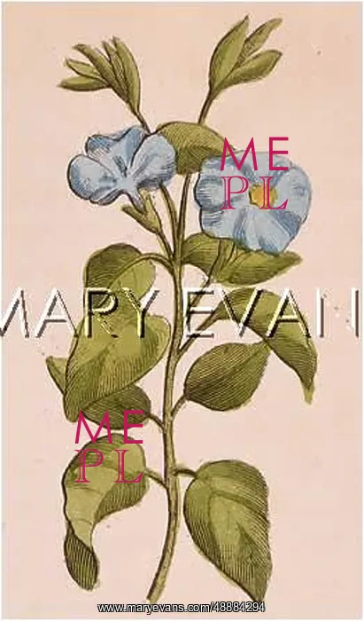  : PLANTS / VINCA MAJOR