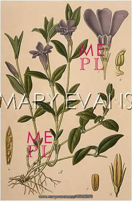 : PLANTS / VINCA MINOR