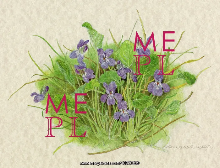  : PLANTS / VIOLA