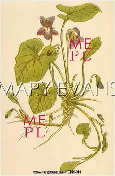  : PLANTS / VIOLA ODORATA