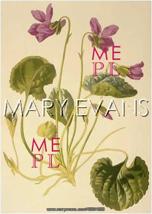  : PLANTS / VIOLA ODORATA
