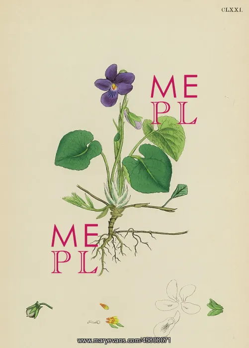  : Plants: Viola Odorate or Sweet Violet