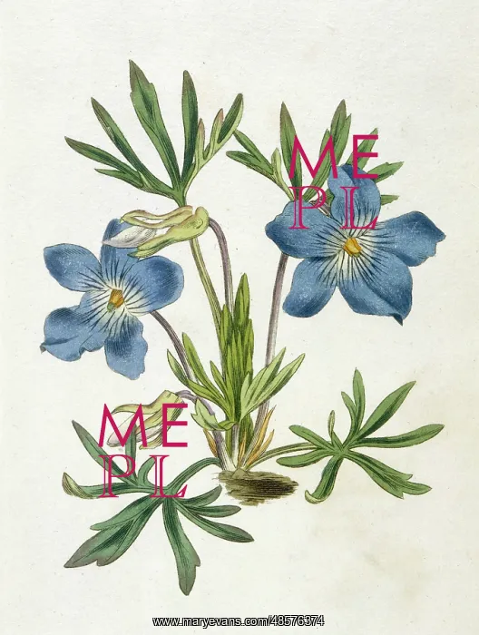 : Plants - Viola Pedata : Plants - Viola Pedata