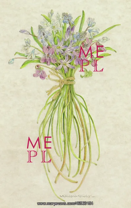  : PLANTS / VIOLA SP