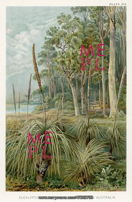 : PLANTS / XANTHORHOEA : PLANTS / XANTHORHOEA