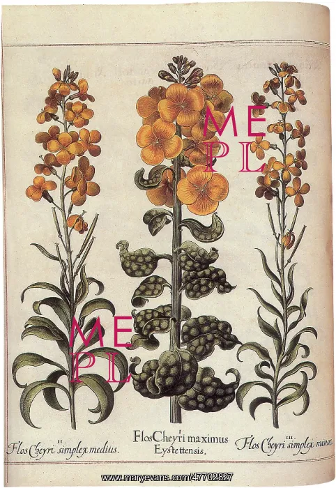 : Plants with Yellow Blooms : Plants with Yellow Blooms