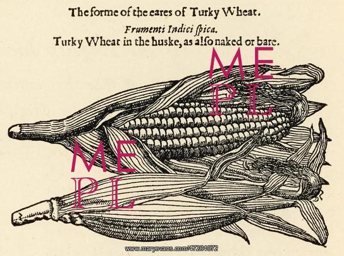 : PLANTS / ZEA-MAYS : PLANTS / ZEA-MAYS