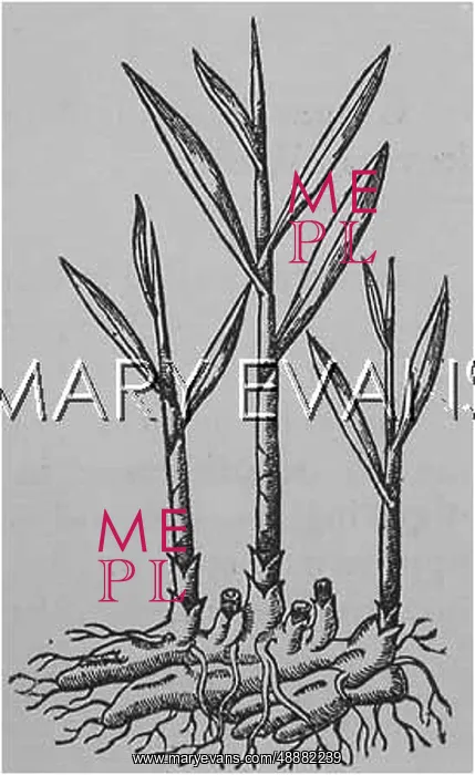  : PLANTS / ZINGIBER