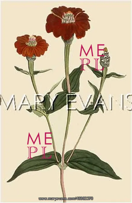  : PLANTS / ZINNIA MULTIFLORA