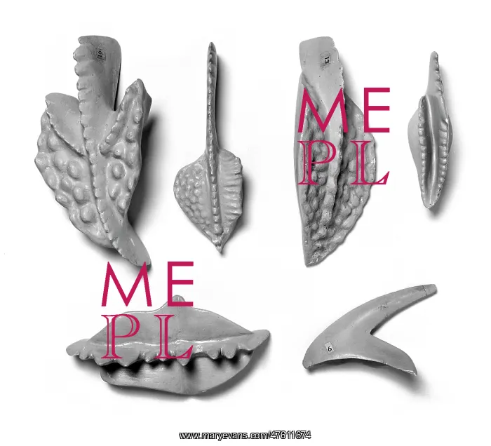 : Plaster models of conodonts : Plaster models of conodonts