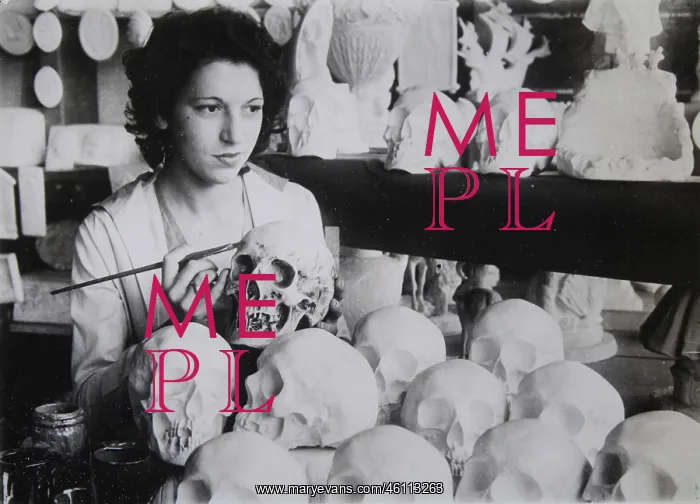 : Plaster replicas of human skulls for : Plaster replicas of human skulls for