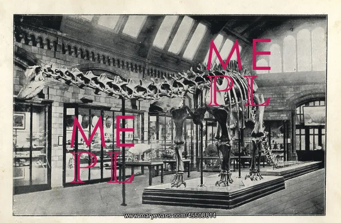 : Plastercast of a Diplodocus carnegii : Plastercast of a Diplodocus carnegii